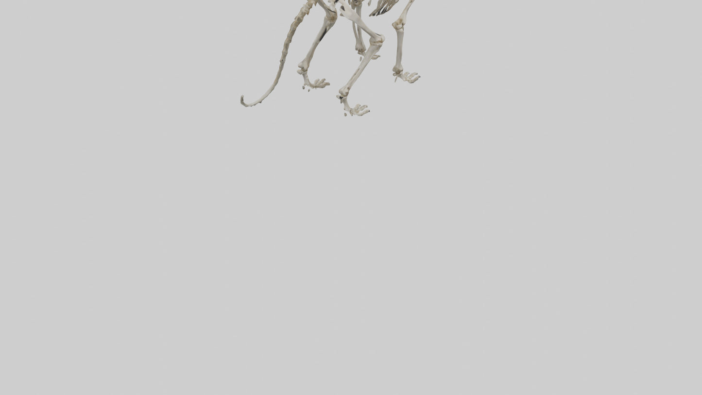Sabertooth Tiger Skeleton Model 3D model