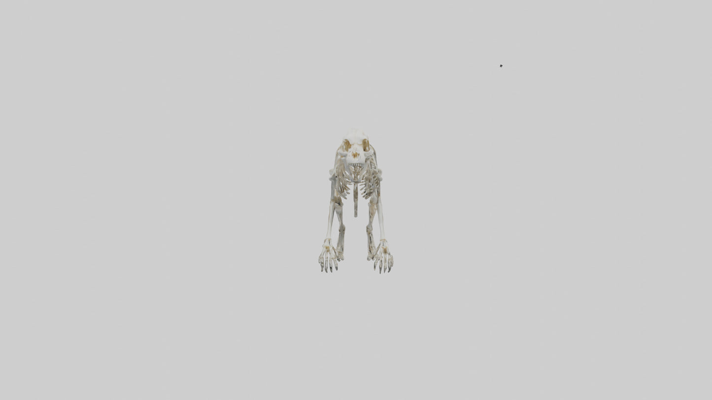 SaberToothed Cat Skeleton model 3D model