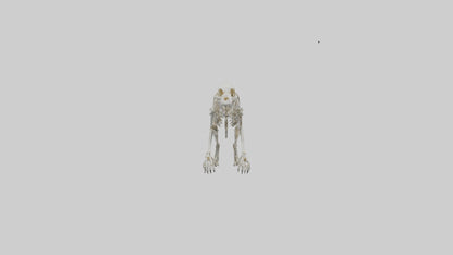 SaberToothed Cat Skeleton model 3D model