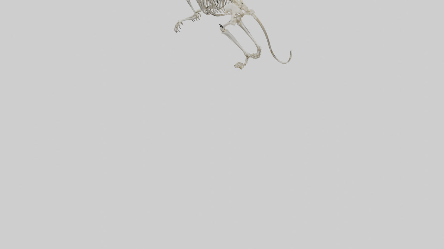 SaberToothed Cat Skeleton model 3D model