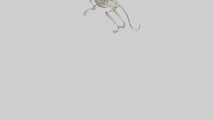 SaberToothed Cat Skeleton model 3D model