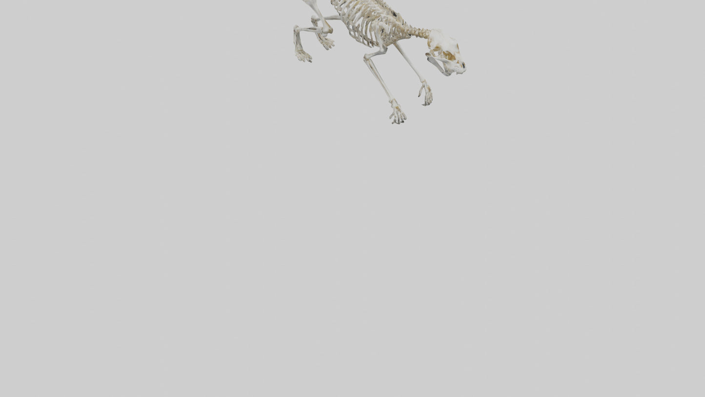 SaberToothed Cat Skeleton model 3D model