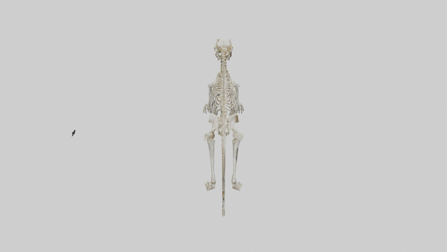 SaberToothed Cat Skeleton model 3D model