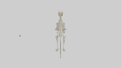SaberToothed Cat Skeleton model 3D model