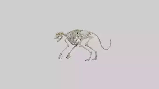 SaberToothed Cat Skeleton model 3D model