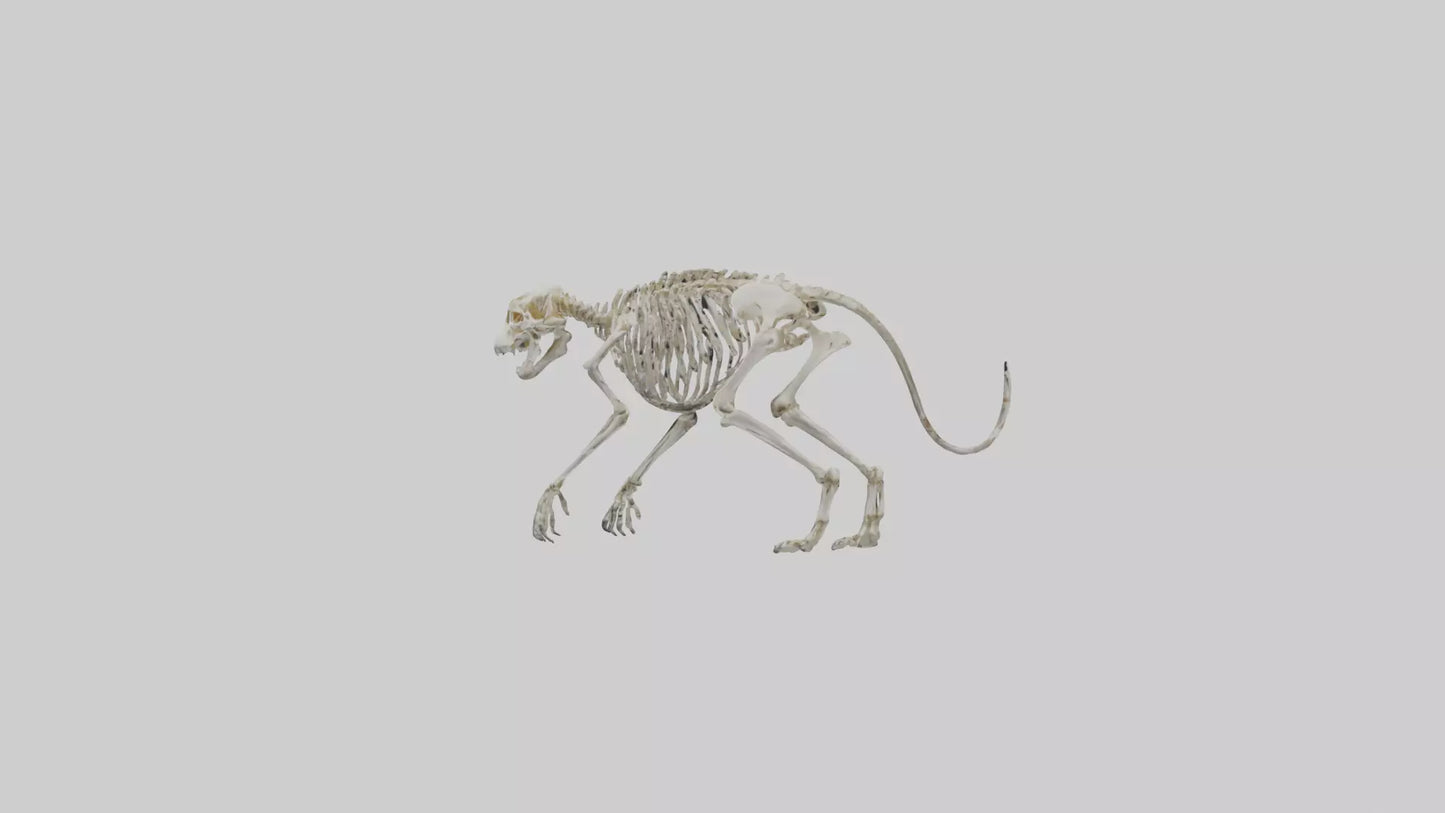 SaberToothed Cat Skeleton model 3D model