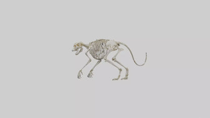 SaberToothed Cat Skeleton model 3D model