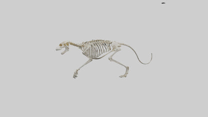 SaberToothed Cat Skeleton model 3D model