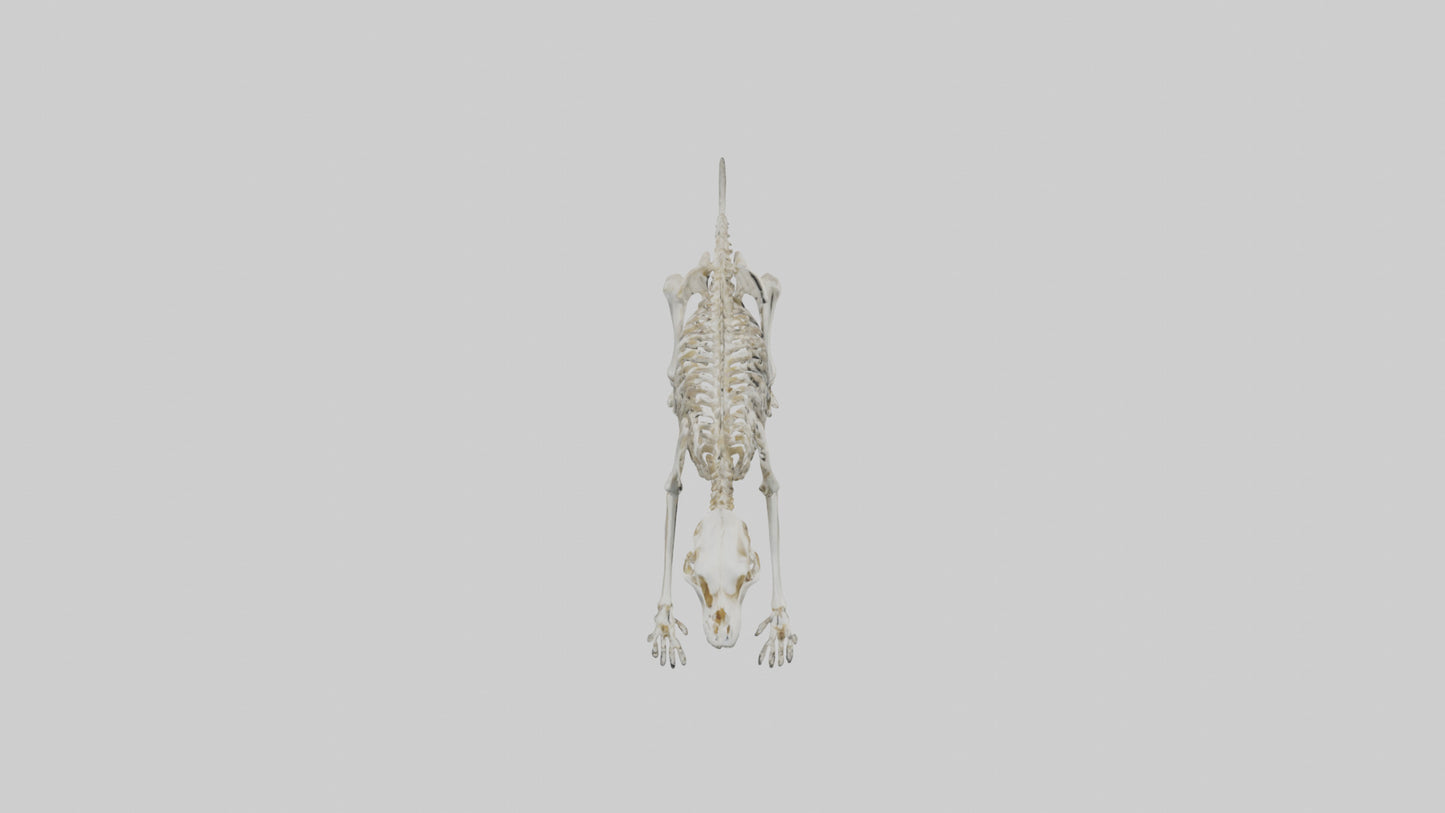 SaberToothed Cat Skeleton model 3D model