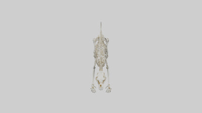 SaberToothed Cat Skeleton model 3D model