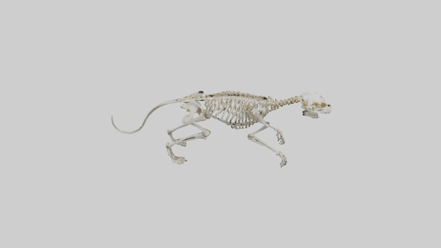 SaberToothed Cat Skeleton model 3D model