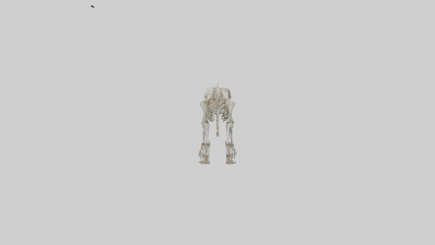 SaberToothed Cat Skeleton model 3D model