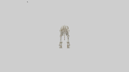 SaberToothed Cat Skeleton model 3D model