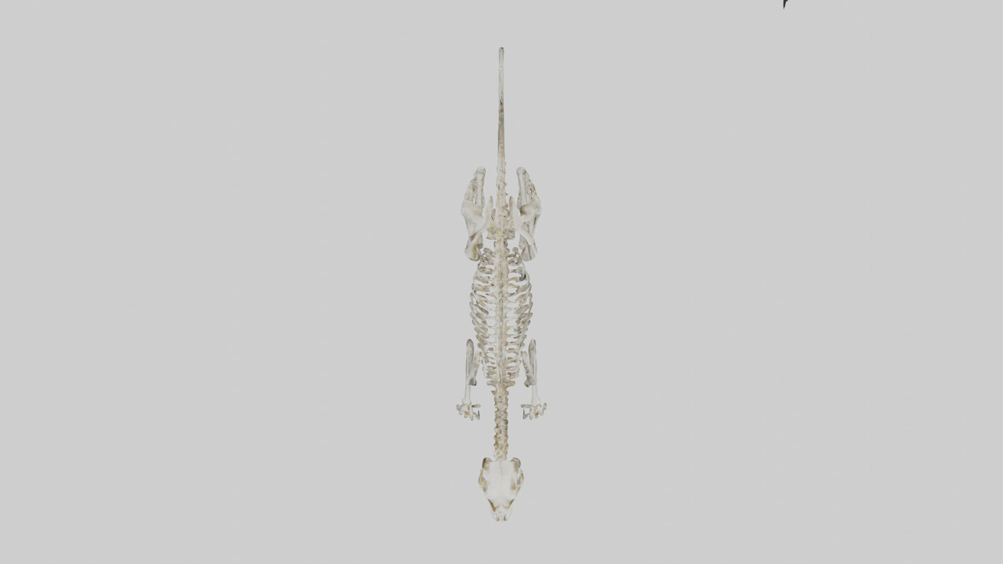 SaberToothed Cat Skeleton model 3D model