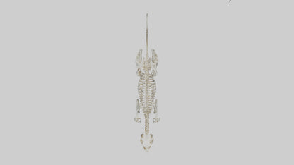 SaberToothed Cat Skeleton model 3D model