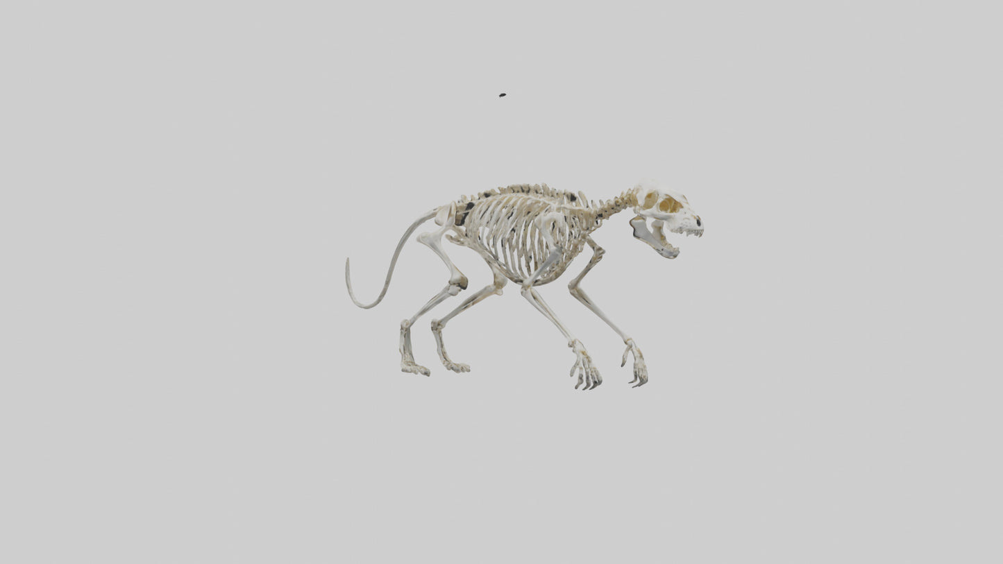 SaberToothed Cat Skeleton model 3D model