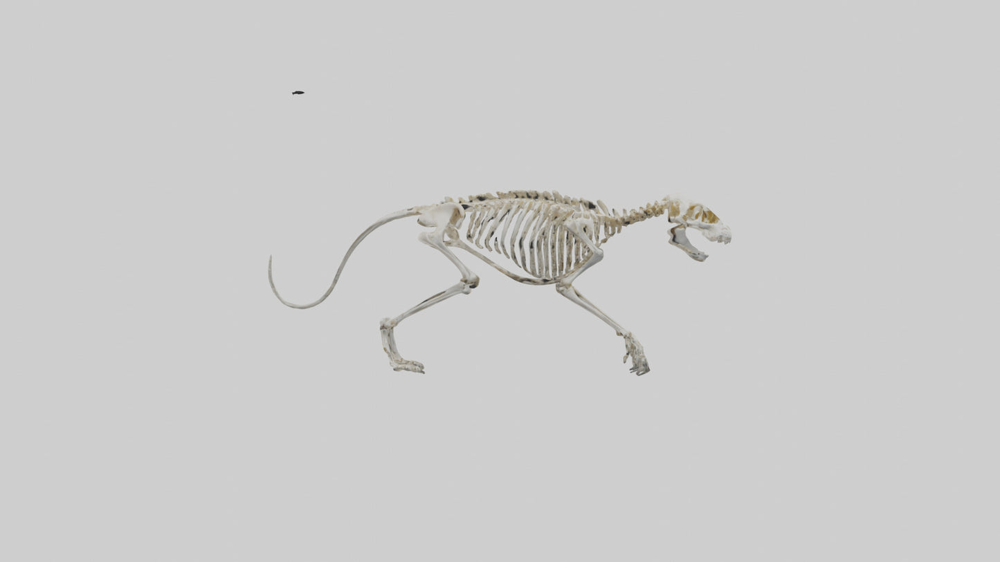 SaberToothed Cat Skeleton model 3D model