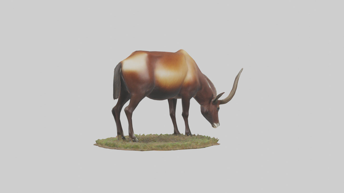 Sable Antelope grazing model VR / AR / low-poly