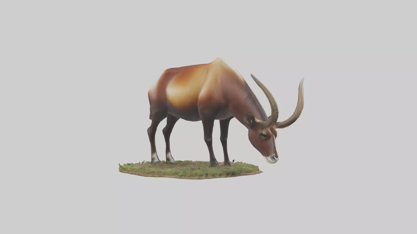 Sable Antelope grazing model VR / AR / low-poly