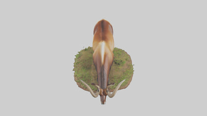 Sable Antelope grazing model VR / AR / low-poly