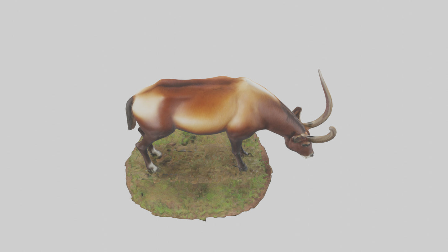 Sable Antelope grazing model VR / AR / low-poly