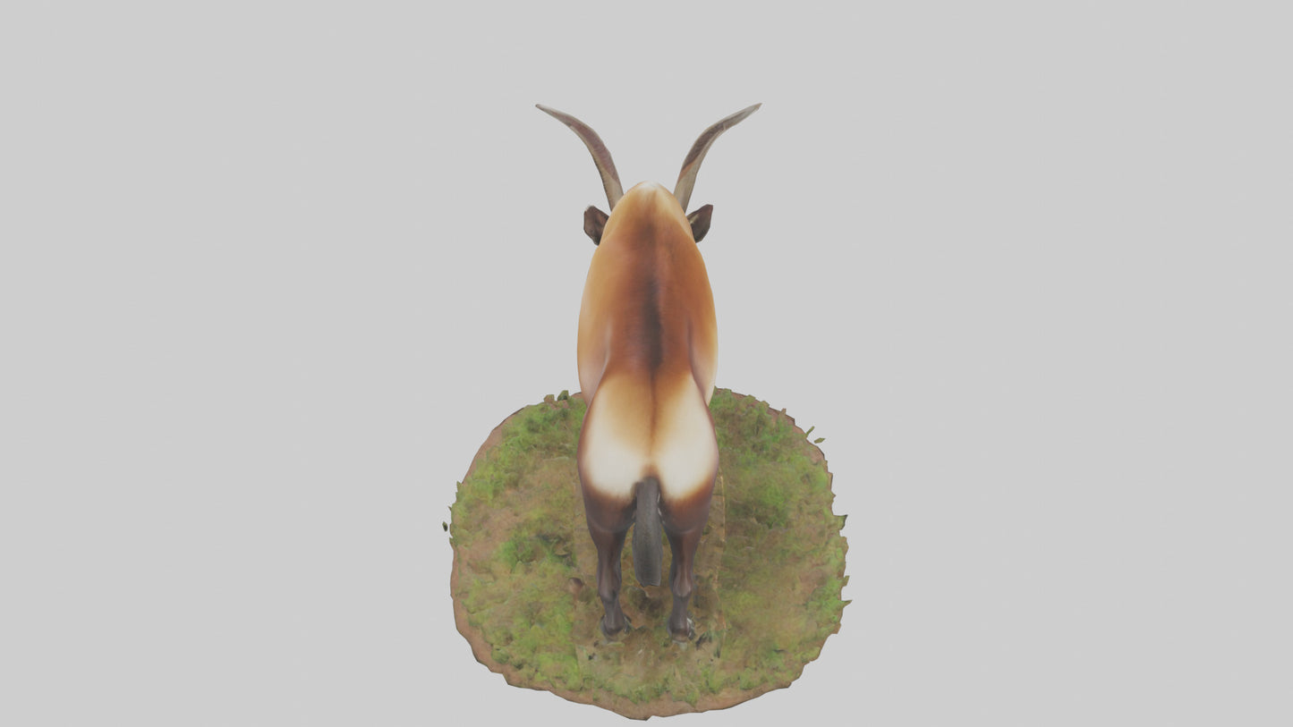 Sable Antelope grazing model VR / AR / low-poly