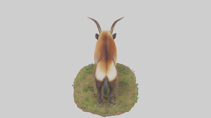 Sable Antelope grazing model VR / AR / low-poly