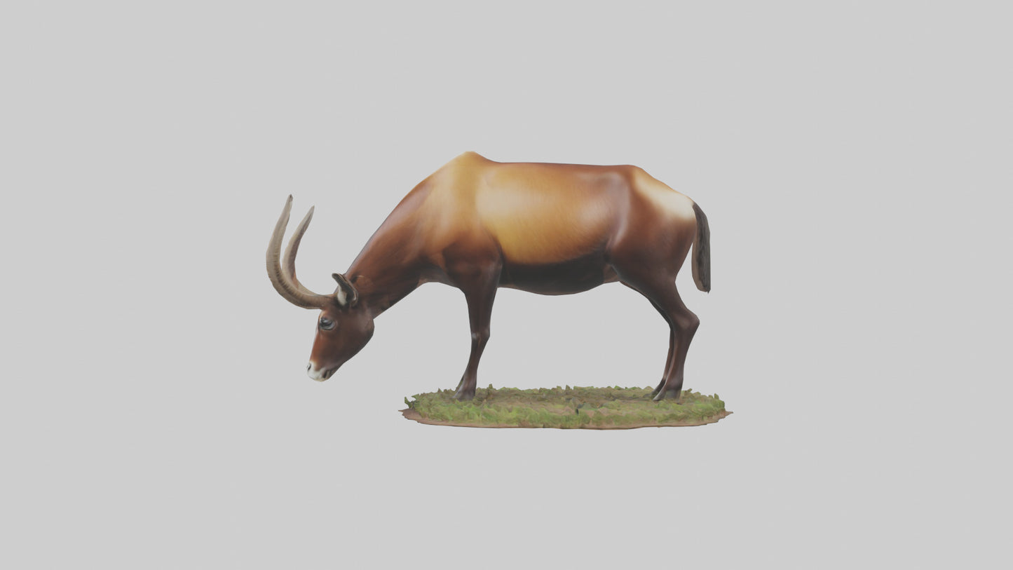 Sable Antelope grazing model VR / AR / low-poly