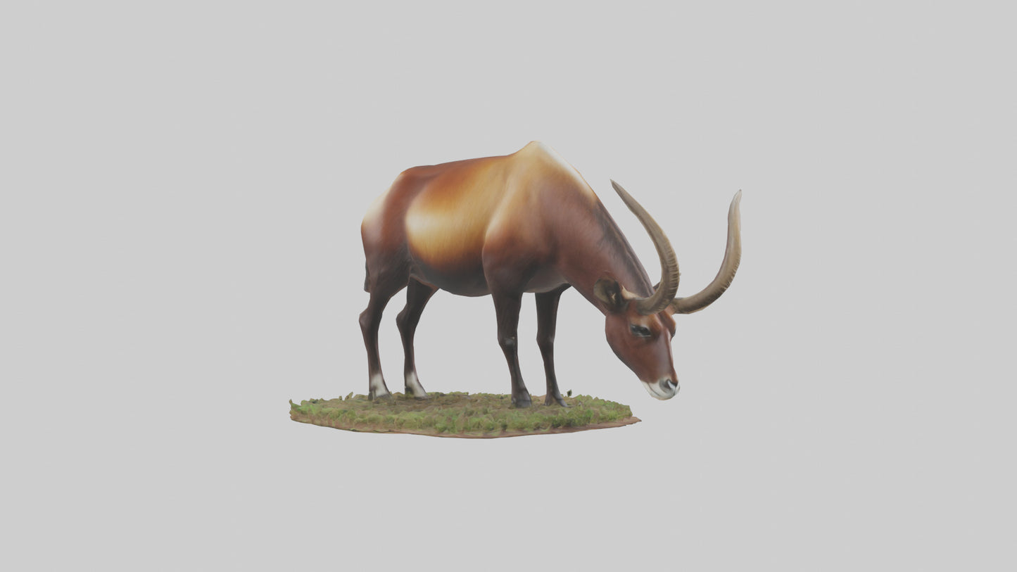Sable Antelope grazing model VR / AR / low-poly