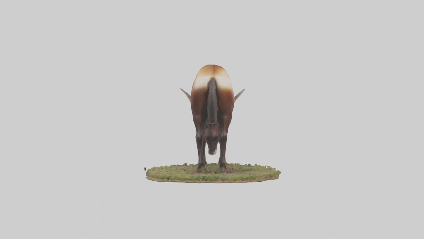 Sable Antelope grazing model VR / AR / low-poly