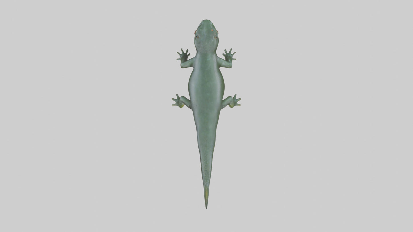 Salamander crawling model 3D model