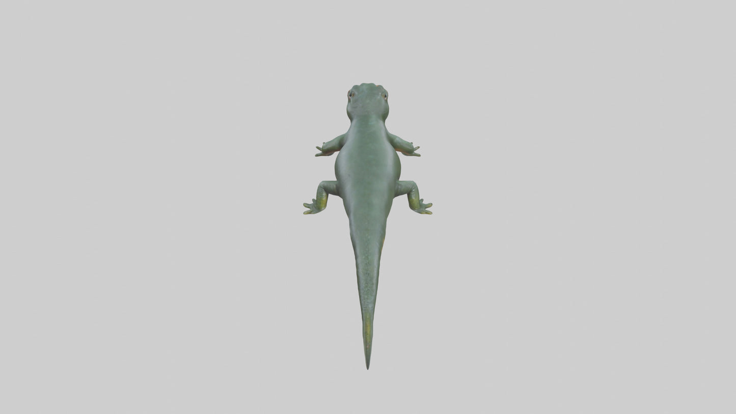 Salamander crawling model 3D model