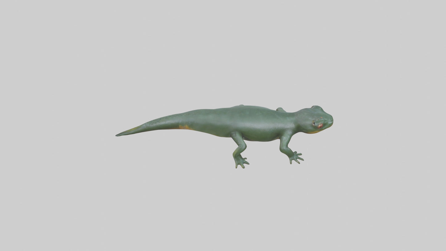 Salamander crawling model 3D model