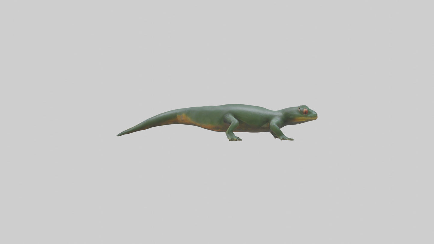 Salamander crawling model 3D model