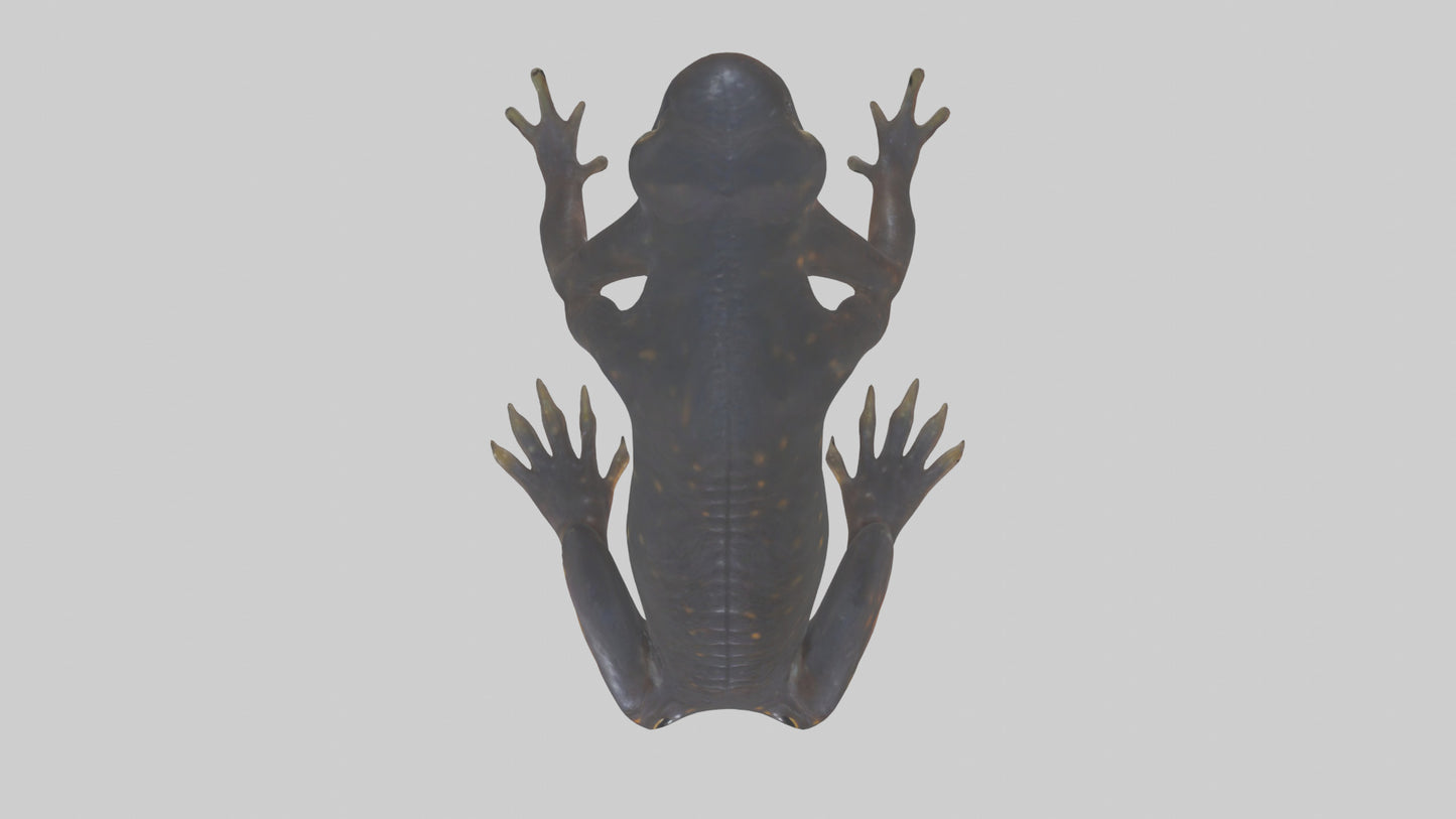 3D model Salamander Legs VR / AR / low-poly