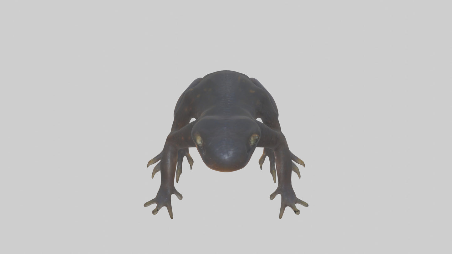3D model Salamander Legs VR / AR / low-poly