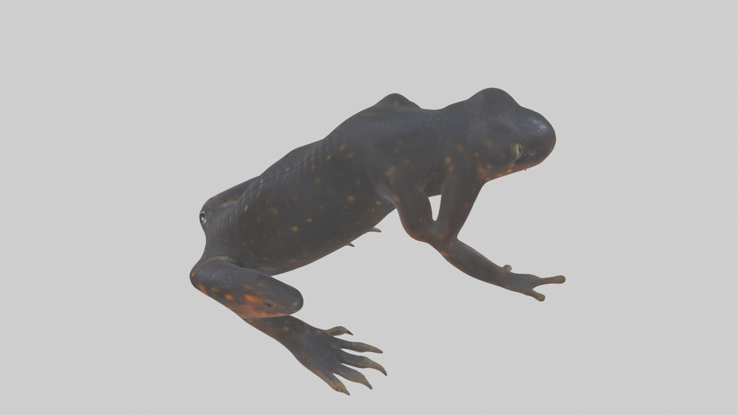 3D model Salamander Legs VR / AR / low-poly