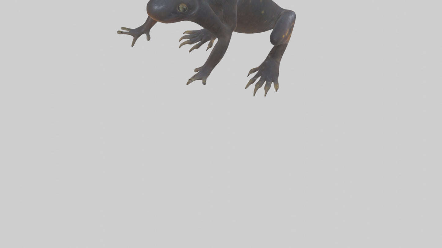 3D model Salamander Legs VR / AR / low-poly