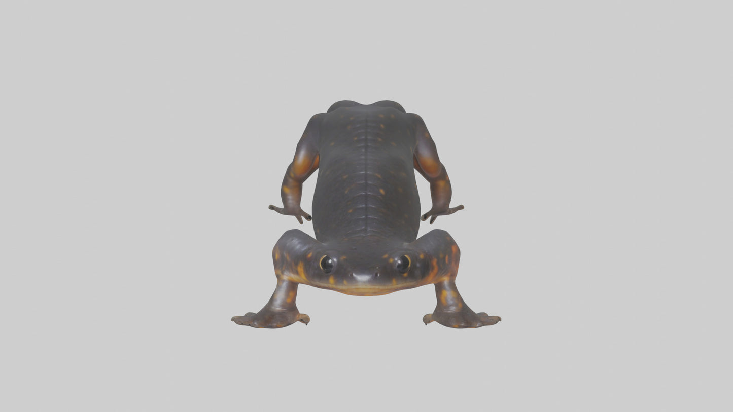3D model Salamander Legs VR / AR / low-poly