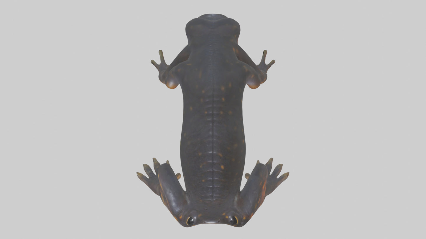 3D model Salamander Legs VR / AR / low-poly