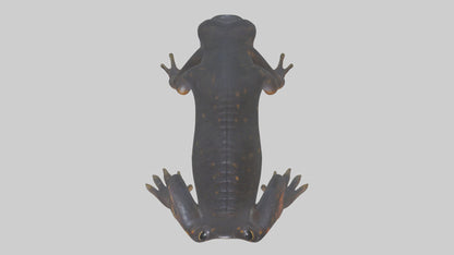 3D model Salamander Legs VR / AR / low-poly