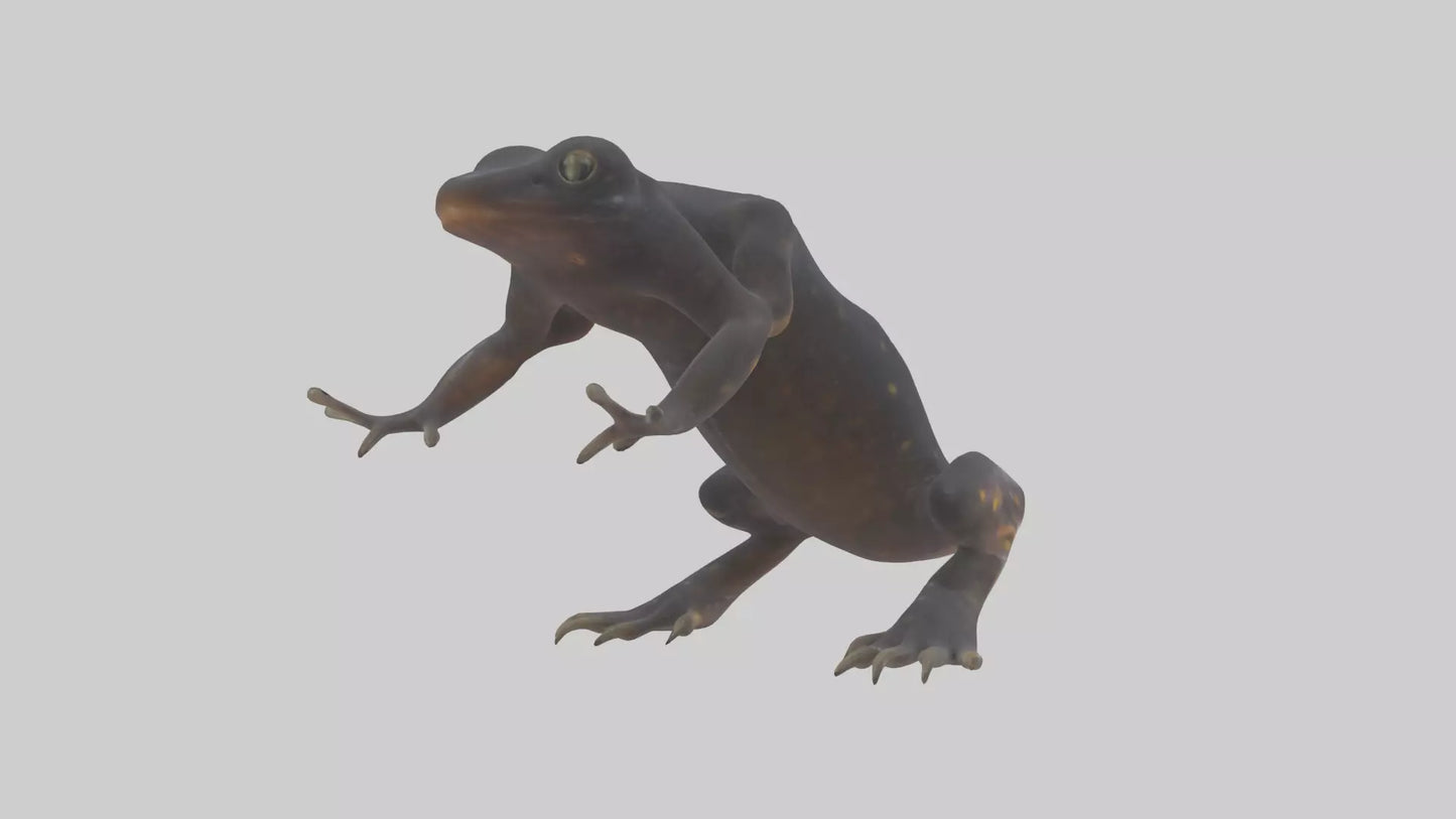 3D model Salamander Legs VR / AR / low-poly