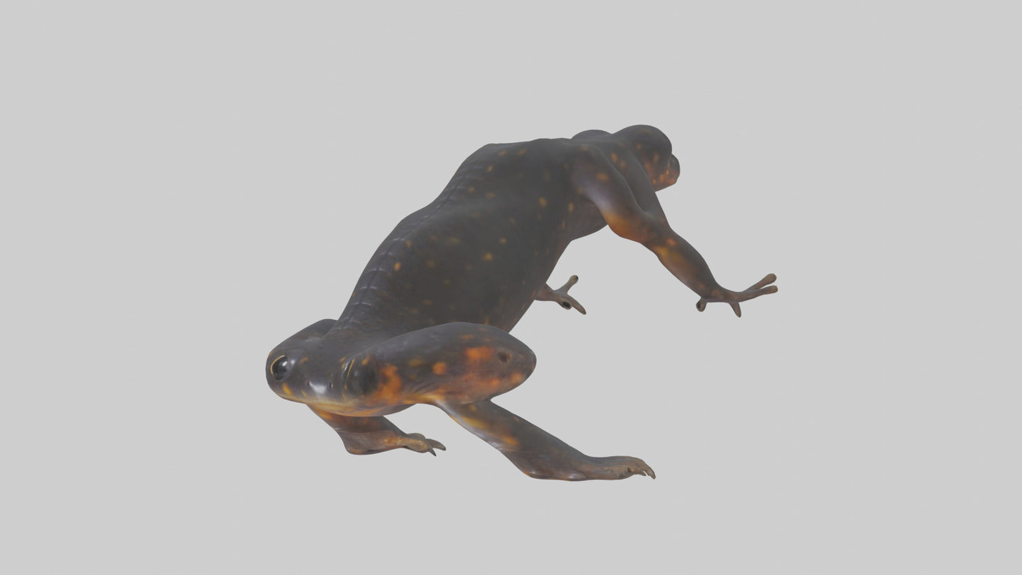 3D model Salamander Legs VR / AR / low-poly