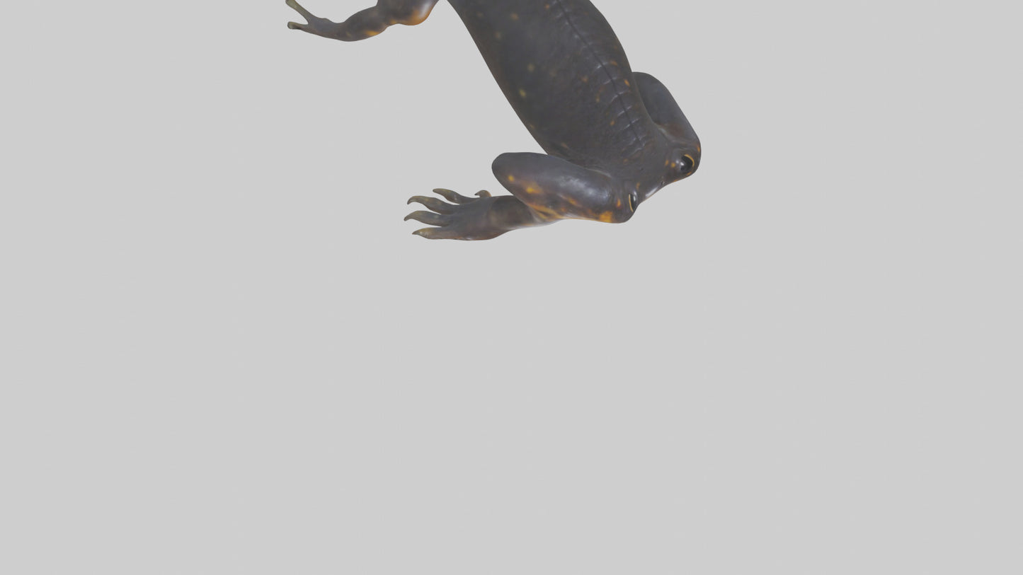 3D model Salamander Legs VR / AR / low-poly