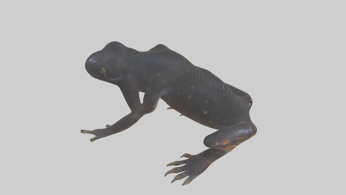 3D model Salamander Legs VR / AR / low-poly