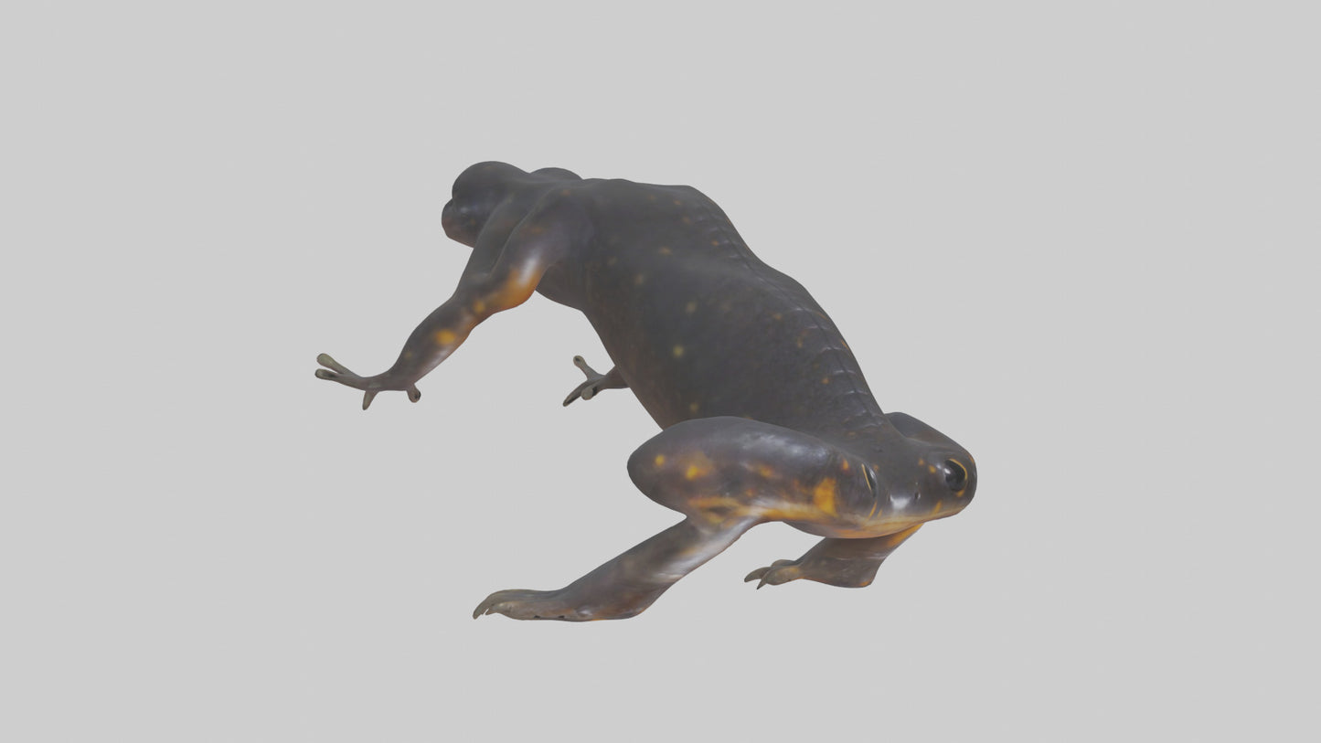 3D model Salamander Legs VR / AR / low-poly