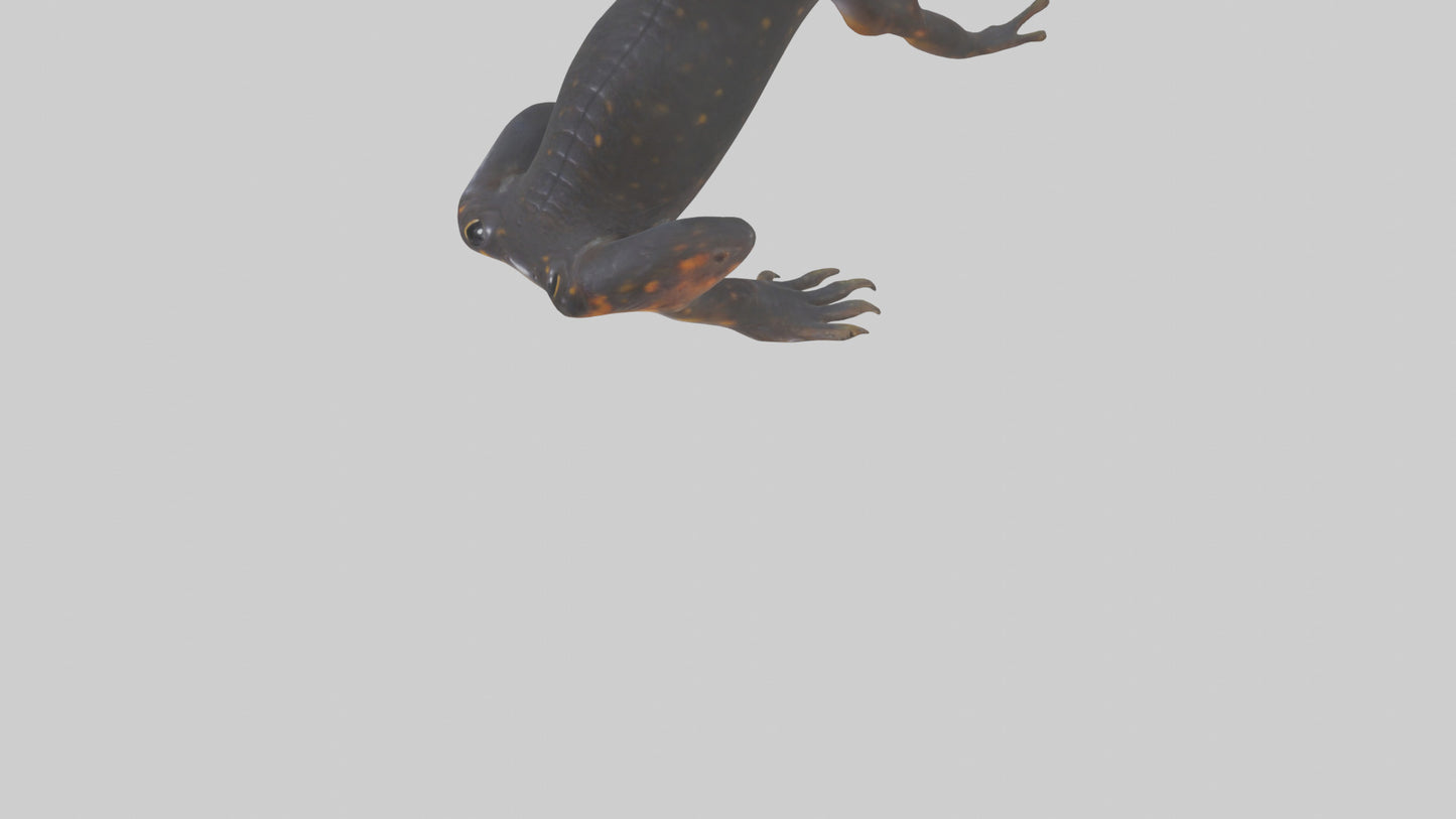 3D model Salamander Legs VR / AR / low-poly