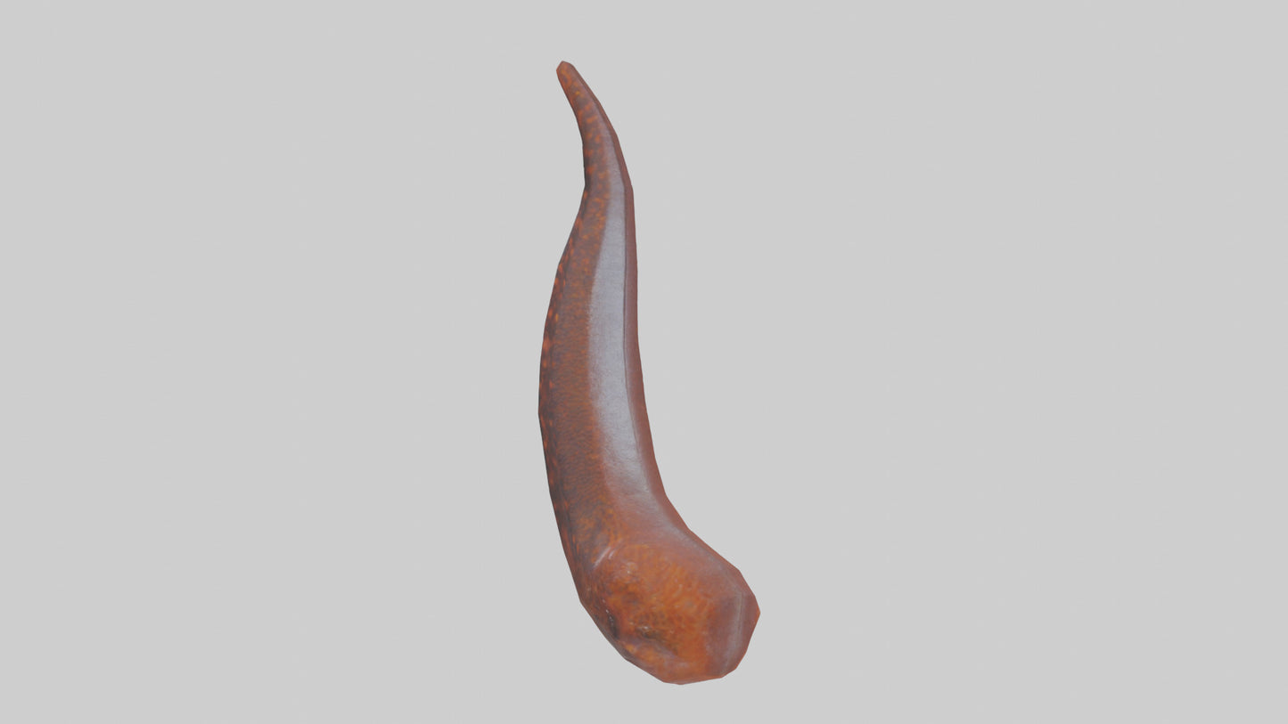 3D model Salamander Tail Model VR / AR / low-poly