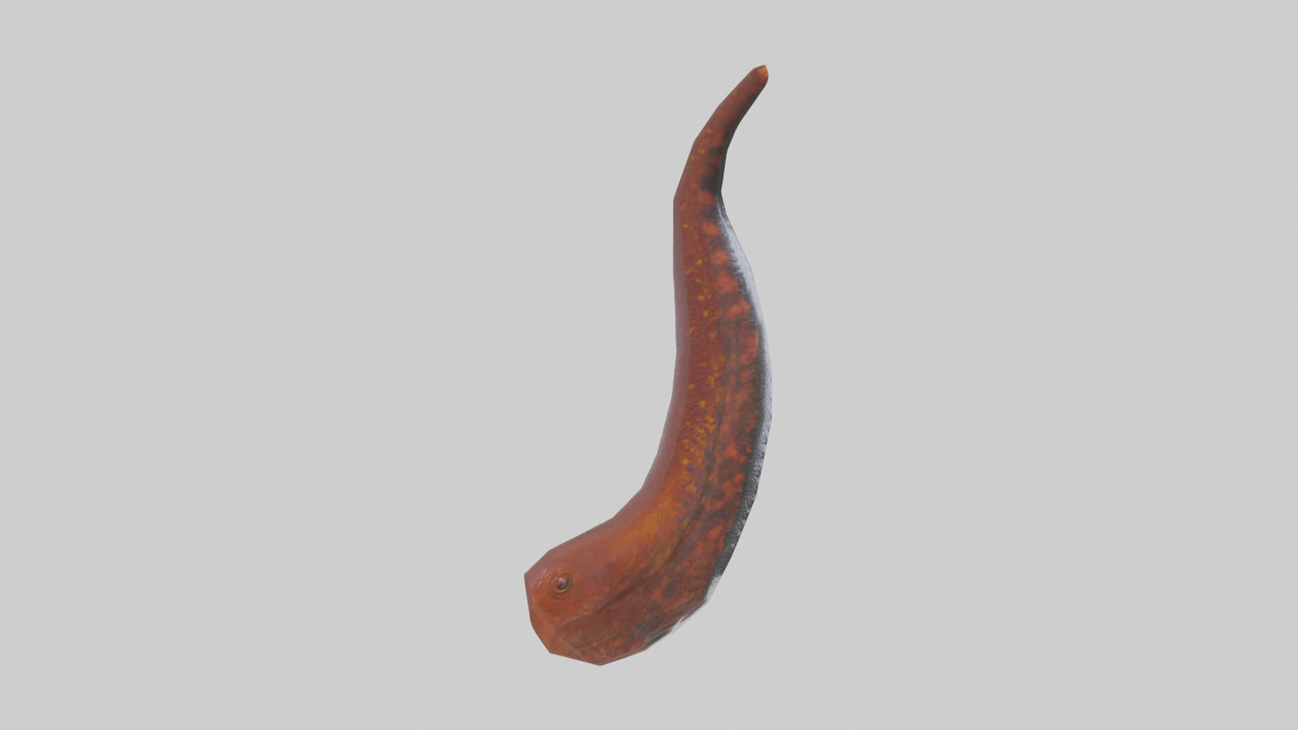 3D model Salamander Tail Model VR / AR / low-poly
