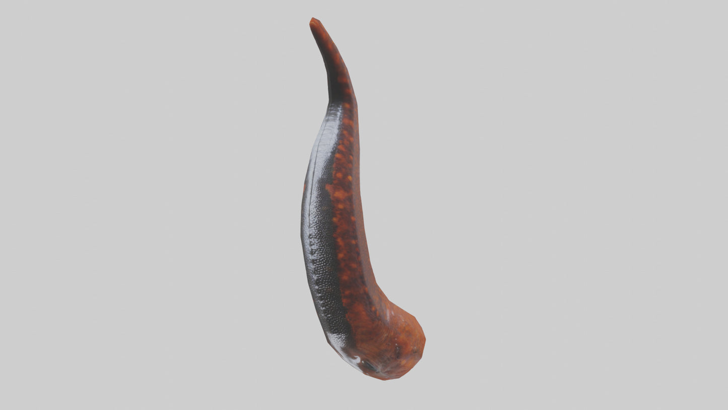 3D model Salamander Tail Model VR / AR / low-poly